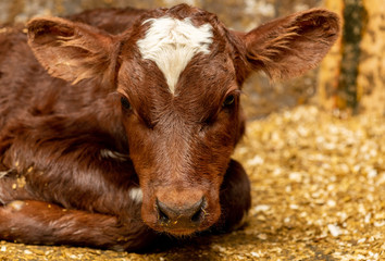 neu geborenes K&auml;lbchen liegt im Kuhstall