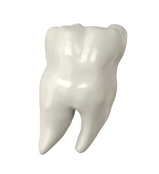 White Tooth Molar Isolated on White Backgroung. Realistic 3D Render.