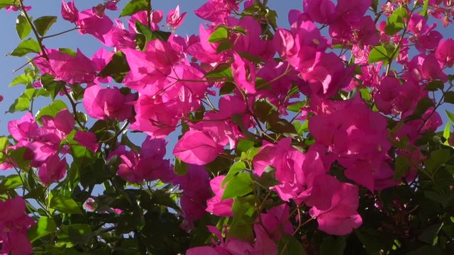 Closeup view of bright pink flowers of blooming trees isolated on clear sunny blue sky background. Slow motion full hd video footage.
