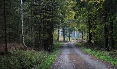 Underground forest below the summit of Keprník in the Jeseníky Mountains in the Czech Republic