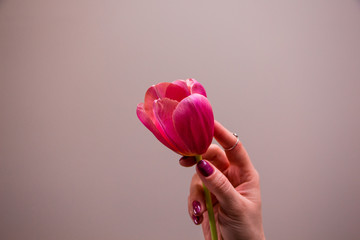 Pink tulip in woman's hand
