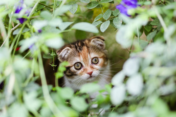 Naklejka na ściany i meble Scottish fold cat are playing in the garden. Tree color kitten are walking in the grass field in the morning.Kittens with folding ears are playing in the garden.