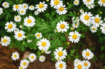 Small wild chamomile grows on a green meadow in the spring. Close-up, selective focus