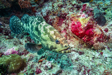 Potato Grouper, Maldives