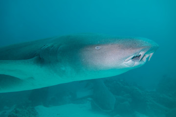 Nurse shark, The Maldives