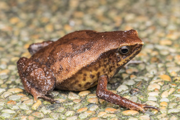 Macro image of Kinabalu Sticky Frog of Sabah, Borneo Island