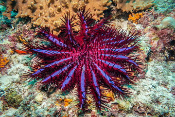 Naklejka na ściany i meble Crown of Thorns Starfish (Purple Variant)