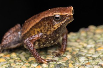 Macro image of Kinabalu Sticky Frog of Sabah, Borneo Island