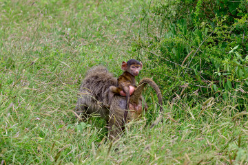 Pavian im Nationalpark Tsavo Ost, Tsavo West und Amboseli in Kenia