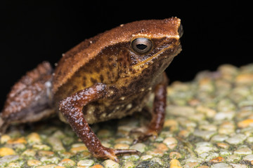 Macro image of Kinabalu Sticky Frog of Sabah, Borneo Island