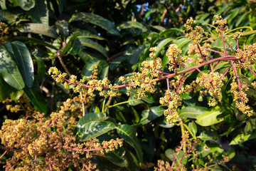The mango bouquet or mango flower is blooming full on the mango trees in the garden