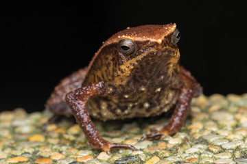 Macro image of Kinabalu Sticky Frog of Sabah, Borneo Island
