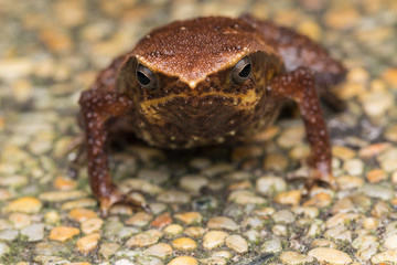 Macro image of Kinabalu Sticky Frog of Sabah, Borneo Island
