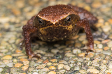 Macro image of Kinabalu Sticky Frog of Sabah, Borneo Island