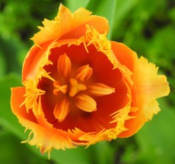 Orange Tulip