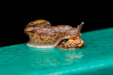 Brown Snail on green metal in Borneo Island