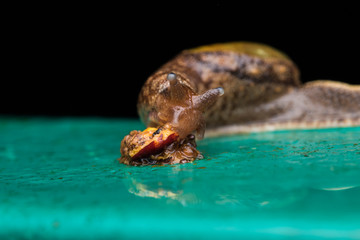 Brown Snail on green metal in Borneo Island