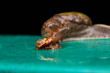 Brown Snail on green metal in Borneo Island