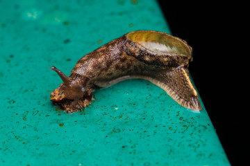 Brown Snail on green metal in Borneo Island