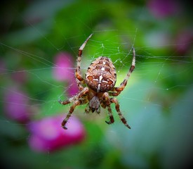 Spider