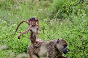 Pavian im Nationalpark Tsavo Ost, Tsavo West und Amboseli in Kenia