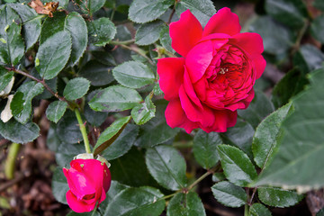 flower and bud of a red rose close up growing on a bush in the garden