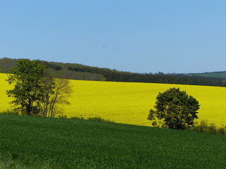 Blühende Rapsfelder mit grüner Landschaft