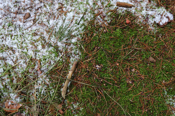 Land in the forest with snow, fallen leaves and moss.