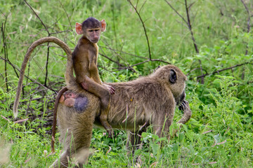 Pavian im Nationalpark Tsavo Ost, Tsavo West und Amboseli in Kenia