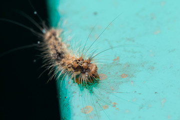 Caterpillar , Close-Up of Caterpillar