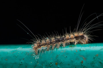 Caterpillar , Close-Up of Caterpillar