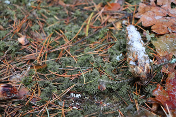 Pine cone covered with snow on a moss with leaves
