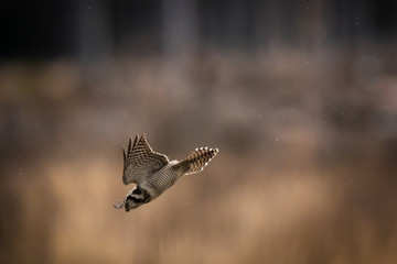 Obraz premium Northern hawk-owl diving on its prey