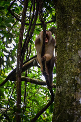 Sumatra, Indonesia