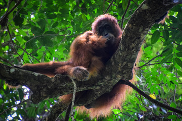 Sumatra, Indonesia