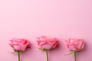 Rose flowers in pink pastel background. Copy space. Top view.