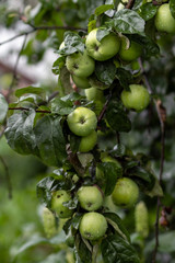 Closeup of green apples on a branch in an orchard