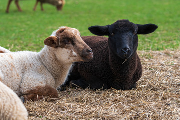 Fototapeta premium Portrait of cute white lamb and black lamb sitting on straw on green meadow in Germany. Concept of animal friendship, free-range husbandry, sheep farming, animal welfare, spring or Easter season