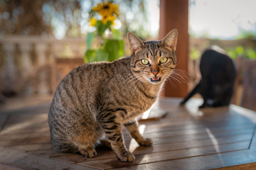 gato atigrado en un jardín, mira profundamente a la cámara y abre la boca para maullar