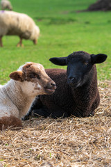 Portrait of cute white lamb and black lamb sitting on straw on green meadow in Germany. Concept of animal friendship, free-range husbandry, sheep farming, animal welfare, spring or Easter season