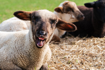 Close-up portrait of a crazy sheep, one cute little lamb with funny face looking at the camera. Two...