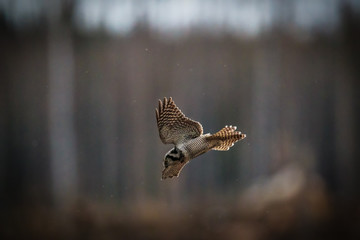 Northern hawk-owl diving on its prey
