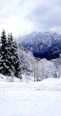 Obraz na płótnie Canvas Hallstatt Winter snow mountain landscape and the pine forest vertical in upland valley leads to the old salt mine of Hallstatt, Austria
