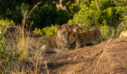 Fototapeta na wymiar Mother and cub love - Lion