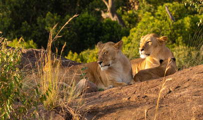 Lioness siblings
