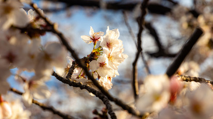 桜のアップ