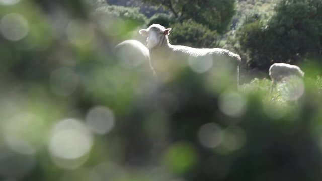 Oveja pastando mirando fijamente entre la naturaleza HD