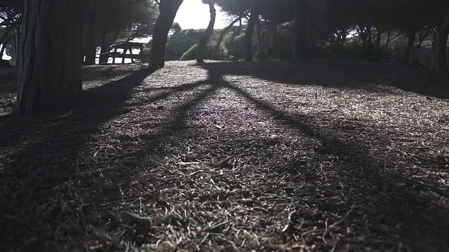 Atardecer en parque natural de alcornoques