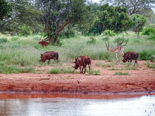 Warzenschwein im Nationalpark Tsavo Ost, Tsavo West und Amboseli in Kenia