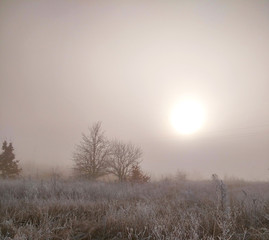 Foggy morning with hoary frost at high grass meadow. Foggy scene in rural field at sunrise. Natural background. Beautiful misty sunrise landscape. Blurred, tonned
